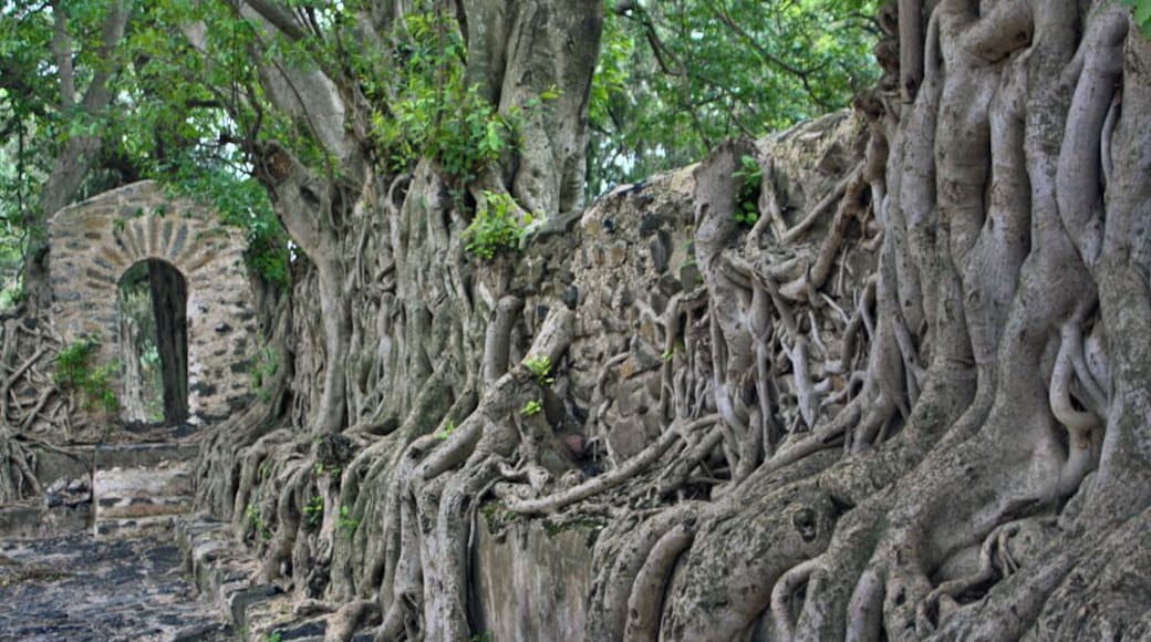 Separate from the castles of Gondar were Emperor Fasilides' Bath. It consisted of a large rectangular shaped pool with a bath house in the centre was still used today during religious holidays.
The most interesting thing about this place was the walls that surrounded the pool. They were crawled with tree roots very much like Angkor Thom in Cambodia.