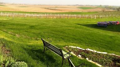 Tabor Hills Vineyard - very hardy strains of grapevines