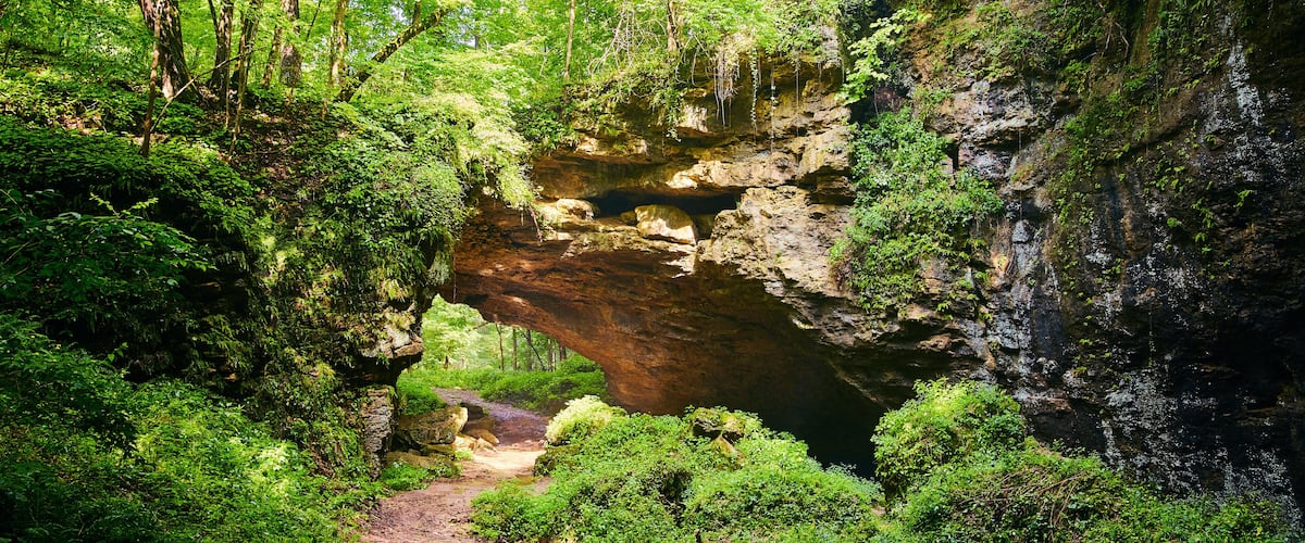 A lush forest with a rocky gorge and a narrow path.