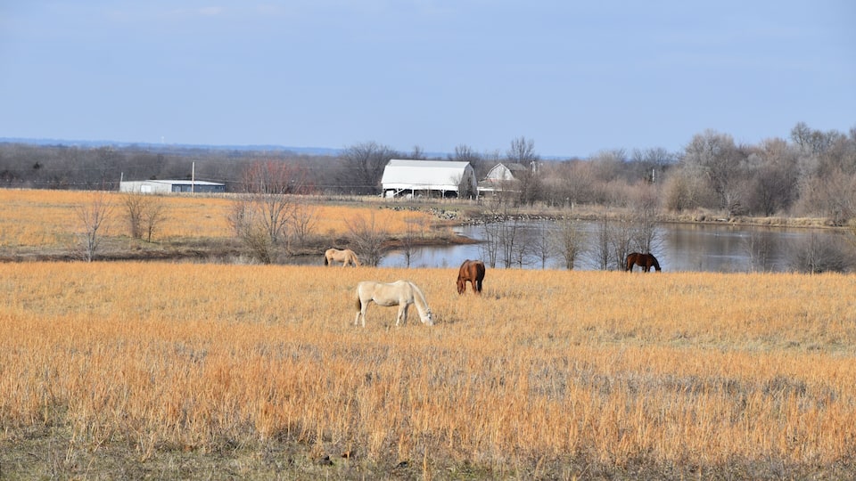 A field with horses grazing near a pond and a barn in the background.