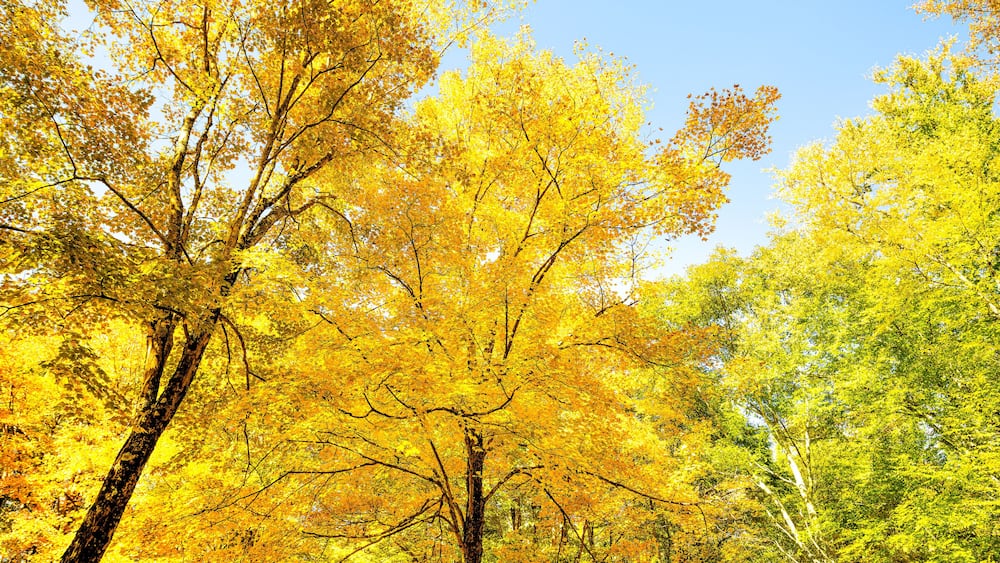 Vibrant yellow autumn foliage fall leaf color trees at Tea creek campground colorful forest trees in Marlinton, West Virginia low angle view looking up at blue sky
