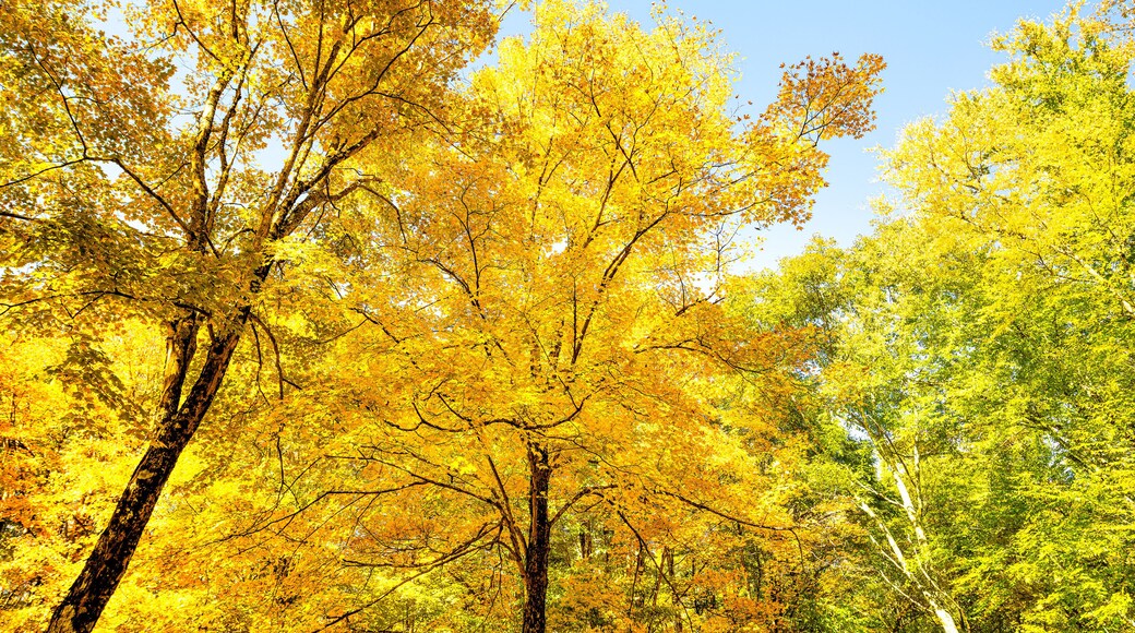 Vibrant yellow autumn foliage fall leaf color trees at Tea creek campground colorful forest trees in Marlinton, West Virginia low angle view looking up at blue sky