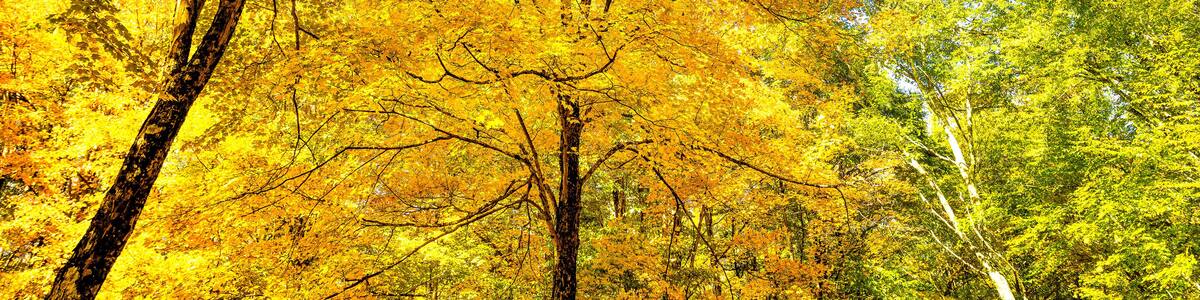 Vibrant yellow autumn foliage fall leaf color trees at Tea creek campground colorful forest trees in Marlinton, West Virginia low angle view looking up at blue sky