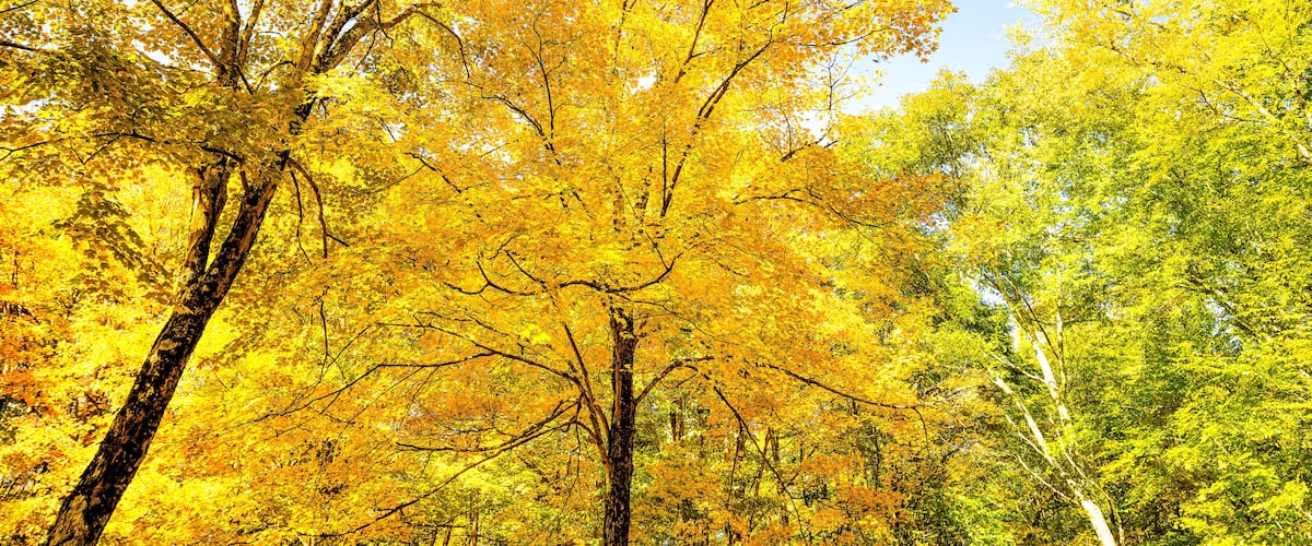 A forest with autumn-colored trees.