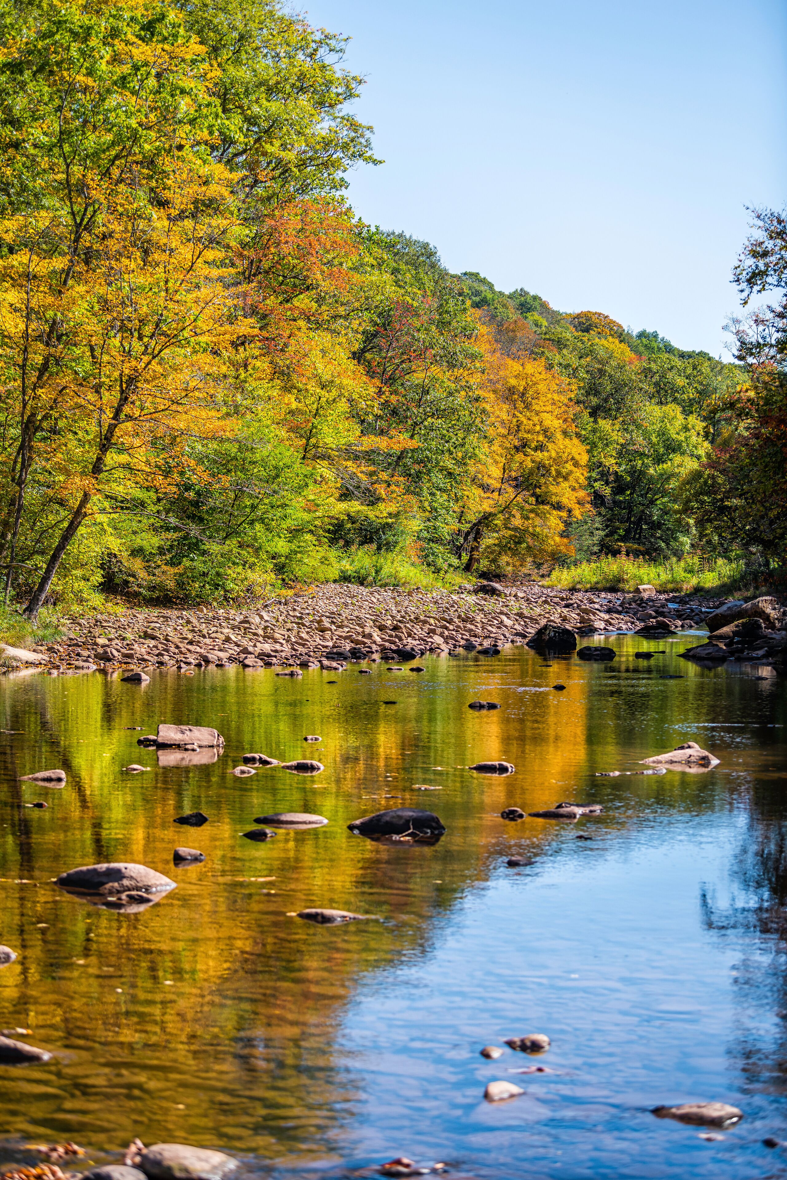 Vertical view on morning sunrise at Tea creek campground with shallow river water landscape in colorful autumn fall foliage forest trees and rocks in Marlinton, West Virginia