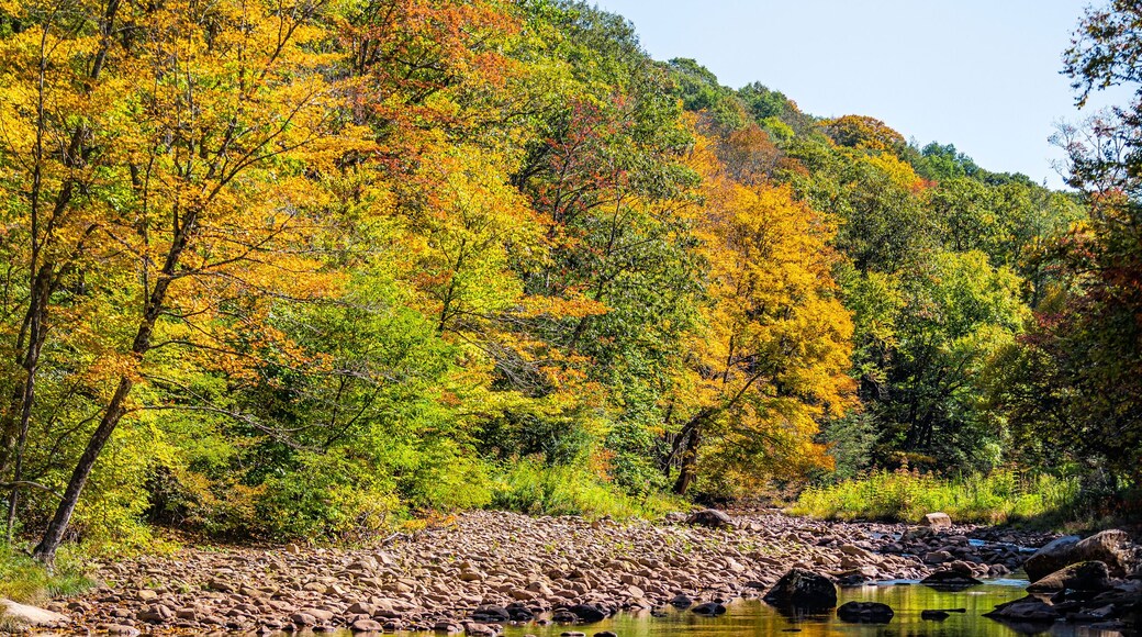 Vertical view on morning sunrise at Tea creek campground with shallow river water landscape in colorful autumn fall foliage forest trees and rocks in Marlinton, West Virginia