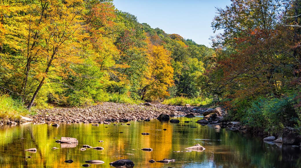 Morning sunrise at Tea creek campground with shallow river water landscape in colorful autumn fall foliage forest trees and rocks in Marlinton, West Virginia