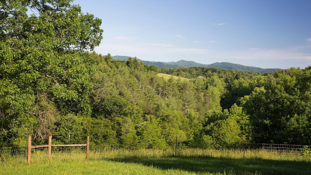 Field landscape of free range organic farm