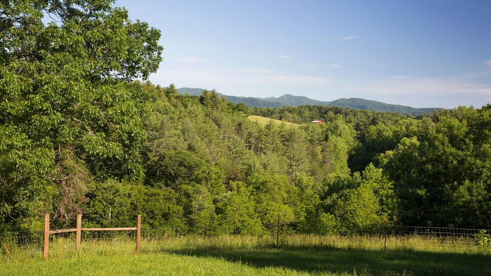 Field landscape of free range organic farm