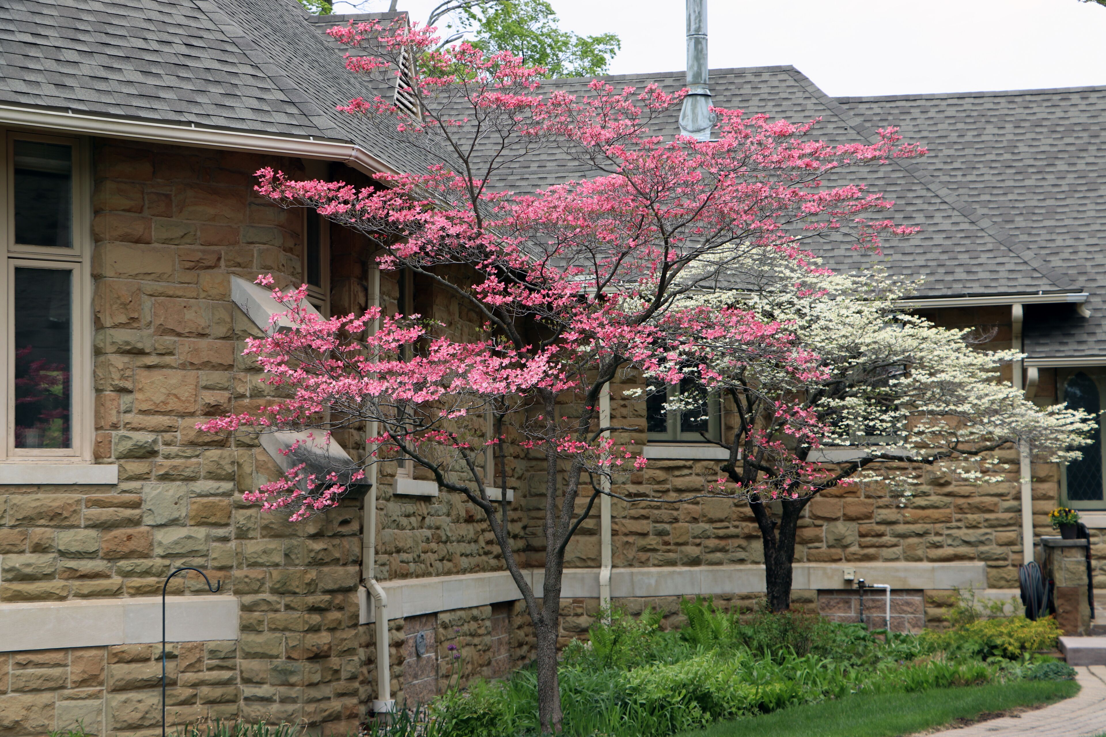 Scenic spring view of blooming dogwood trees in Marshall Michigan
