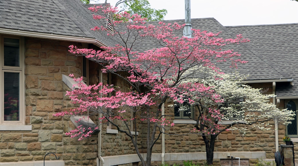 Scenic spring view of blooming dogwood trees in Marshall Michigan