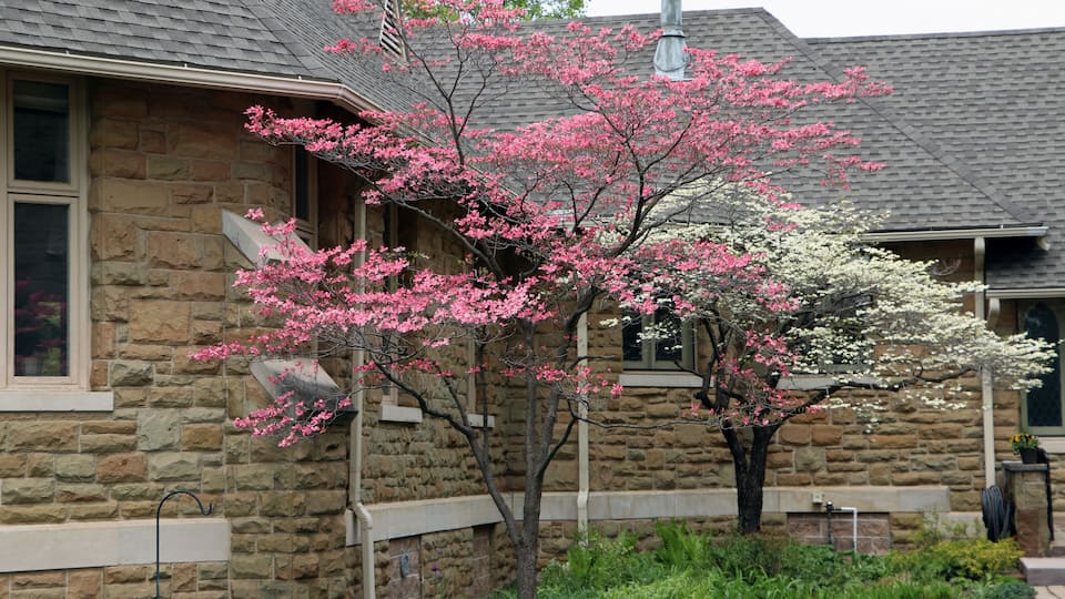 A stone house with a tree in full bloom, a brick pathway, and a well-maintained garden.