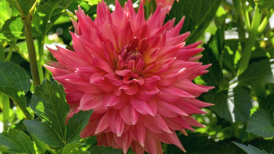 A pink flower with green leaves.