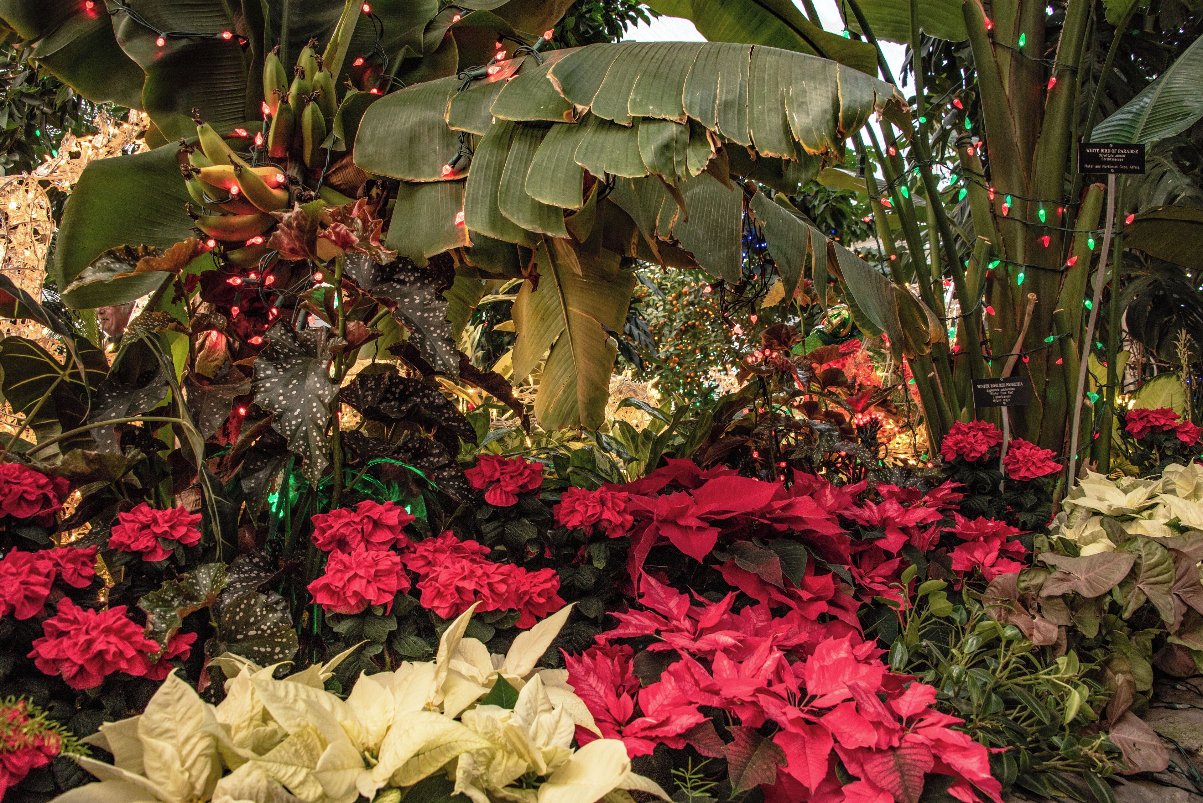 The Gaiser Conservatory in Spokane's Manito Park offers a magical Christmas Lights experience.  In the middle of winter, it's nice to go into the greenhouse and experience flowers and plants of summer.
#flowers
#flora
#greenhouse
#parks
#tour