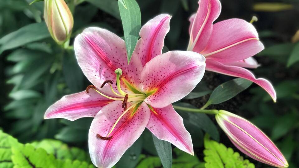 Un lys rose aux feuilles vertes, dans un jardin.