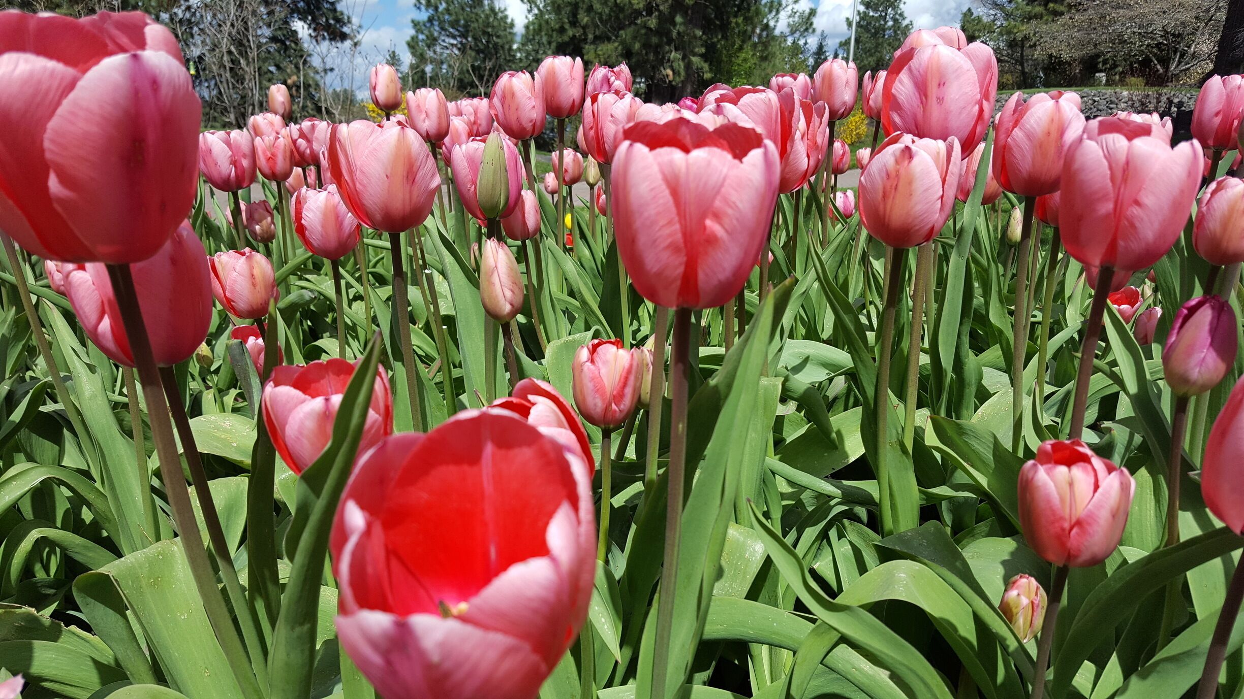 Tulips in full bloom #springfun