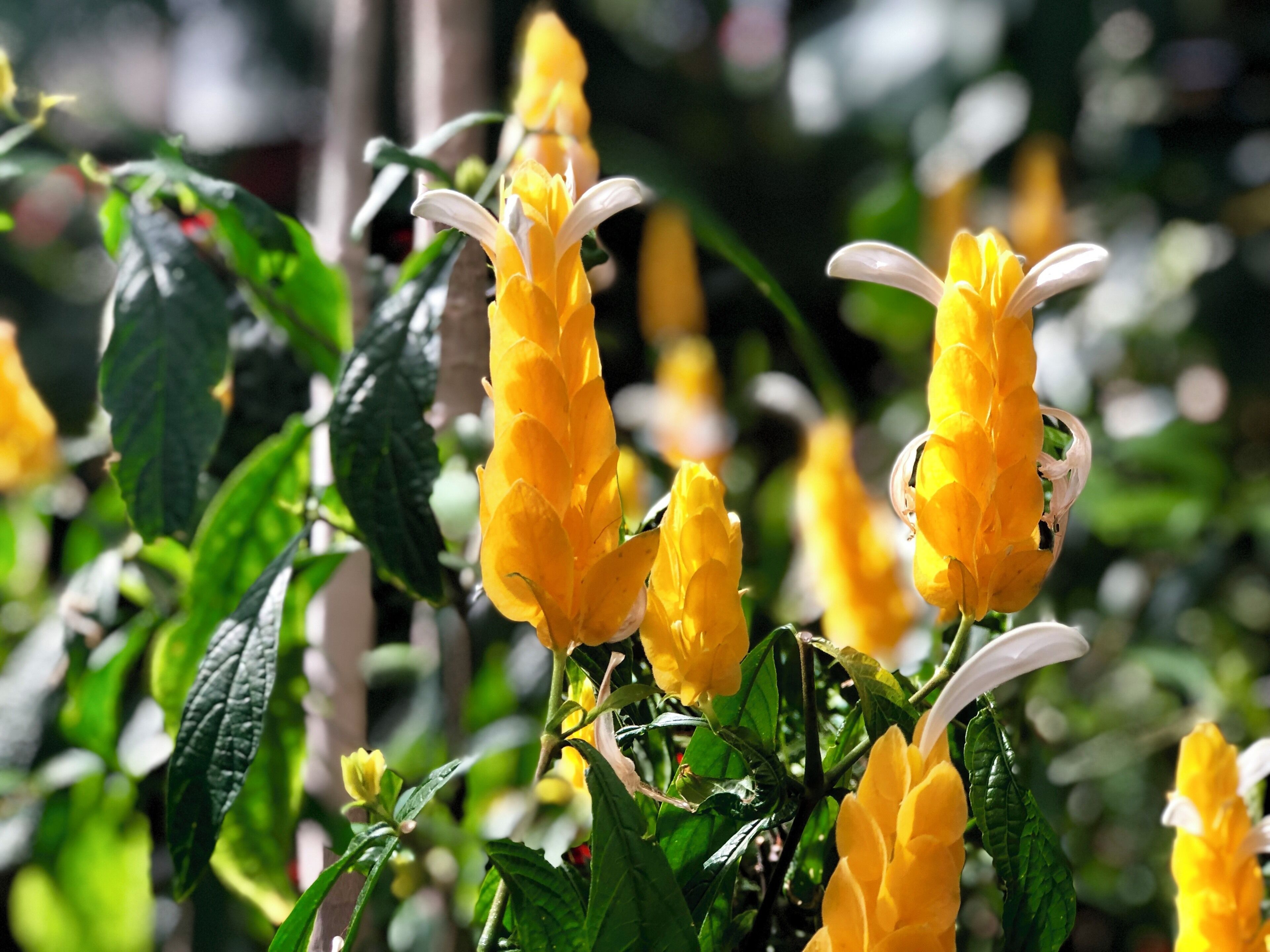 More from the Conservatory.