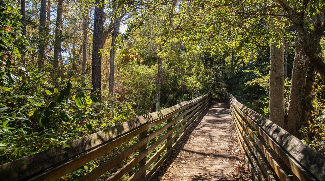 Mary Esther featuring forest scenes