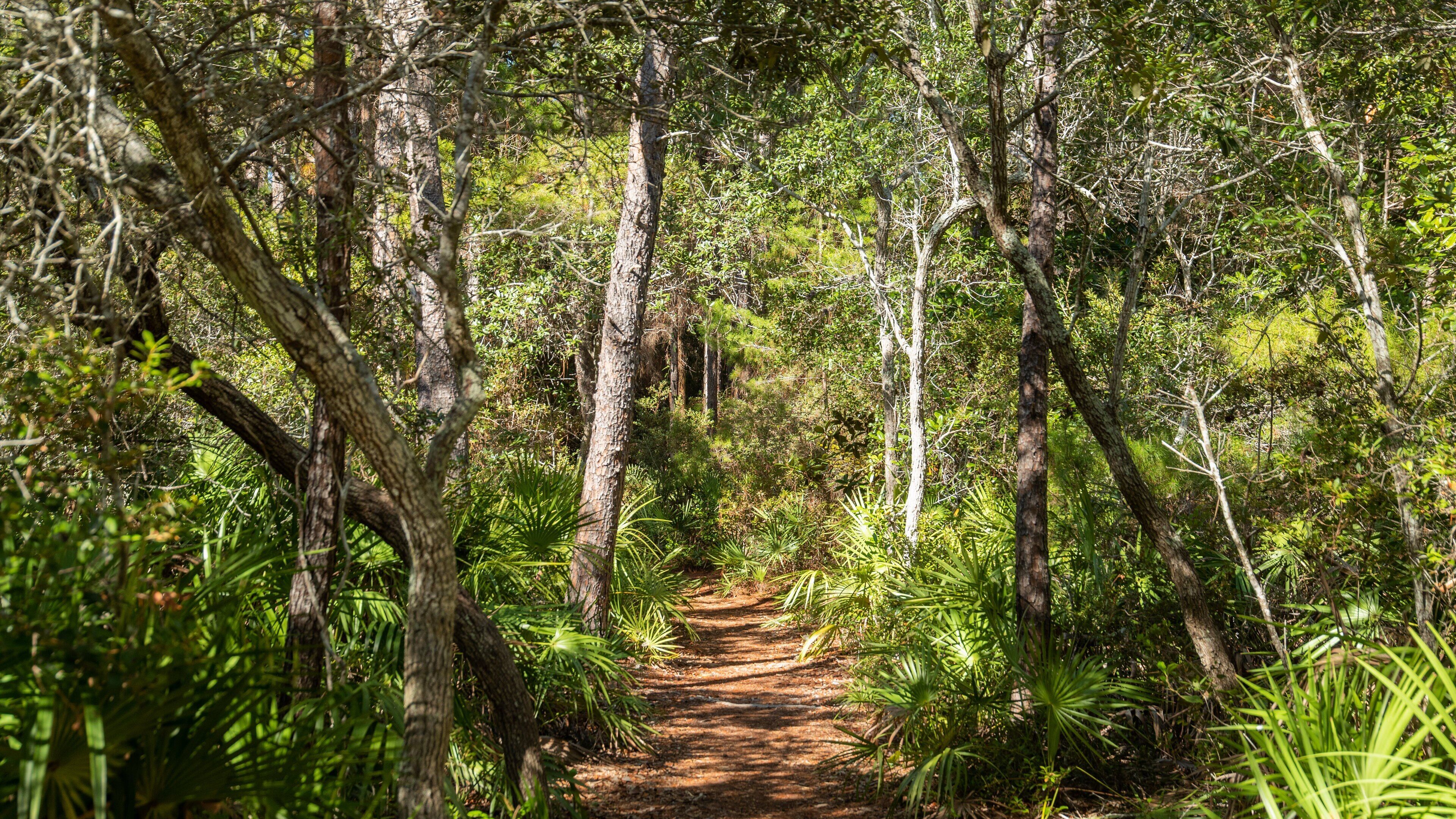 A forest path surrounded by tall trees and lush greenery.