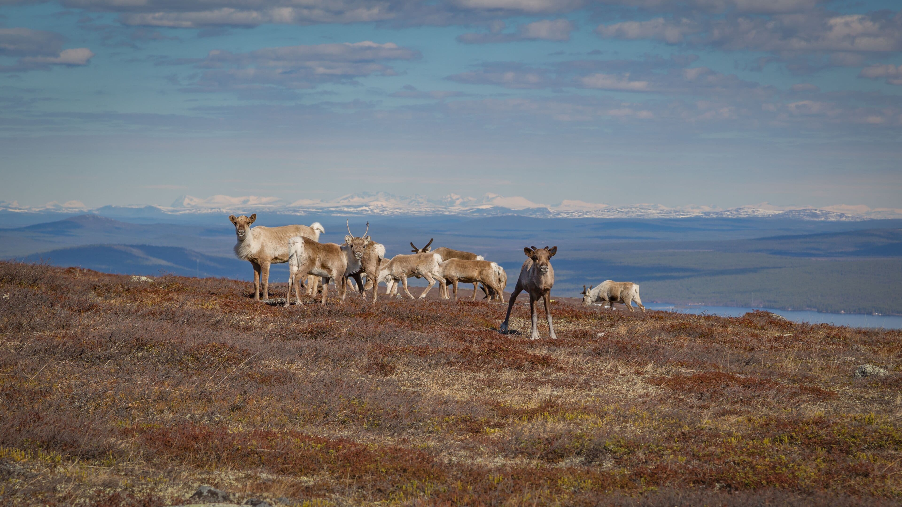 Un grupo de alces en una cresta montañosa con vistas a montañas distantes y un lago.