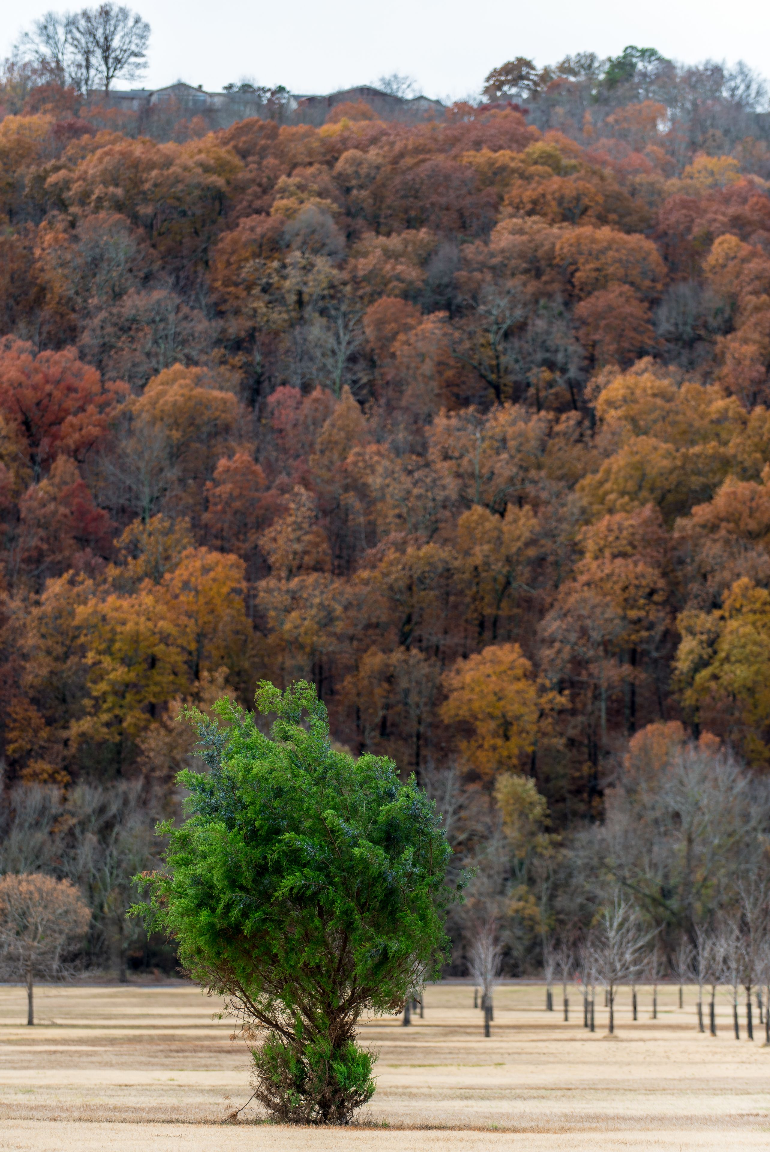 A single tree in the foreground with a backdrop of a forested hillside.