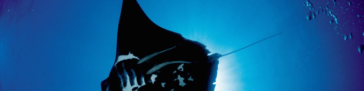 Nouvelle-Calédonie mettant en vedette vie marine et plongée sous-marine