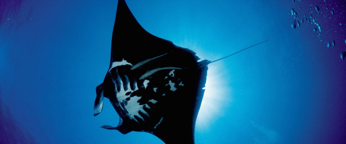 Nieuw-Caledonië toont scuba en zeedieren