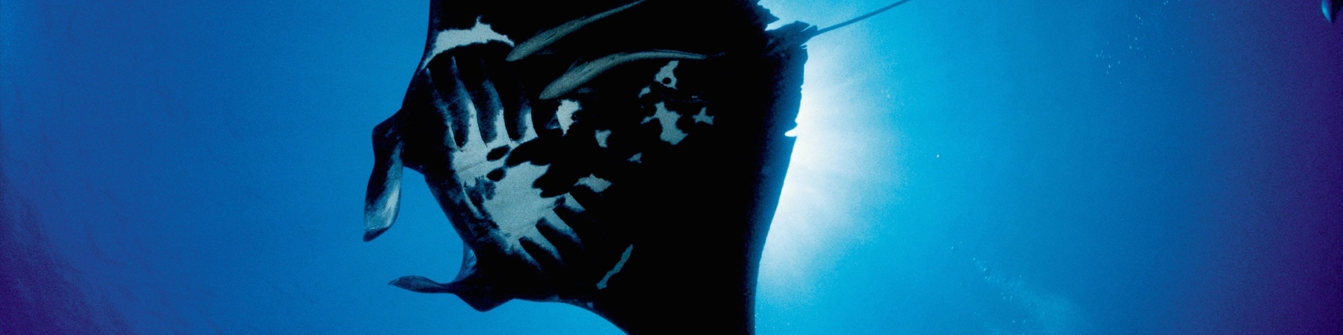 New Caledonia featuring marine life and diving