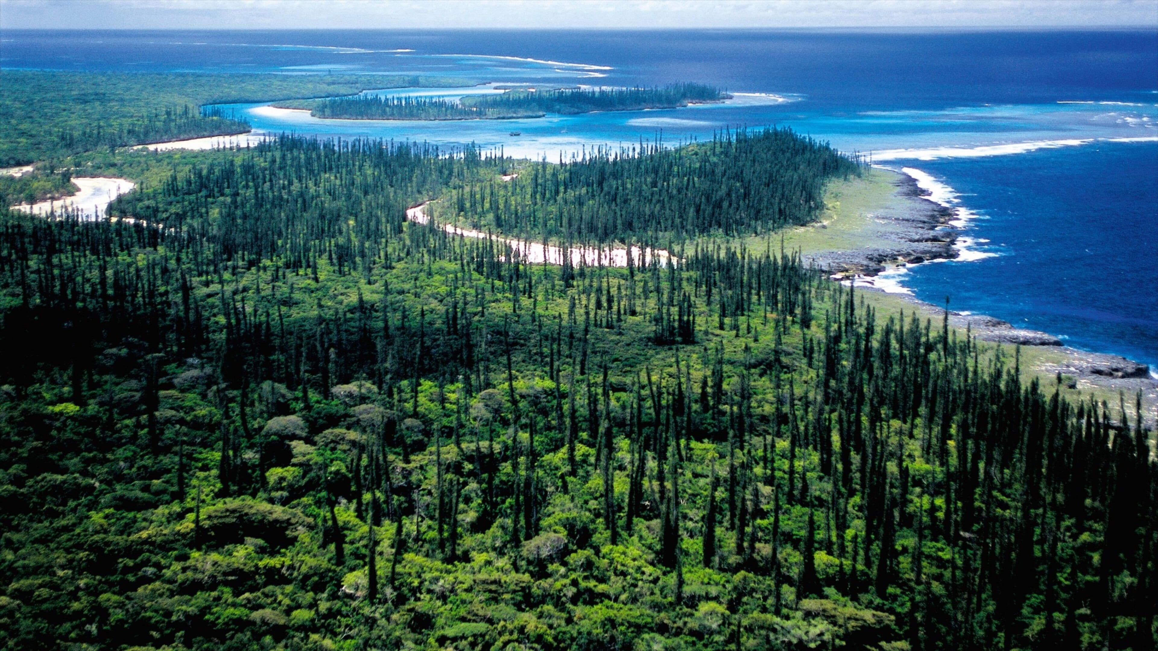 Un bosque costero con vista despejada al océano y un camino sinuoso entre los árboles.