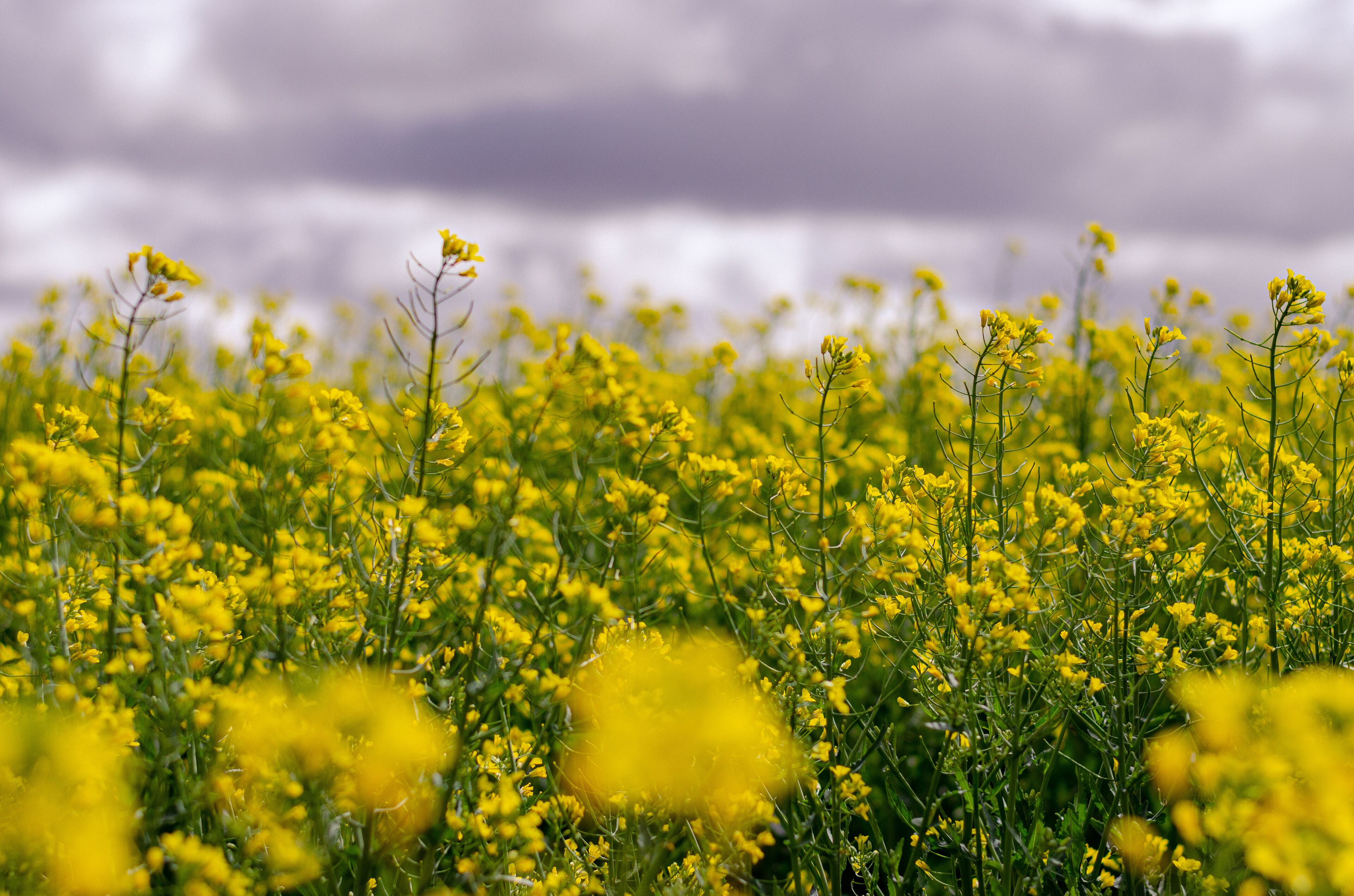 Canola flower field farm New South Wales Australia