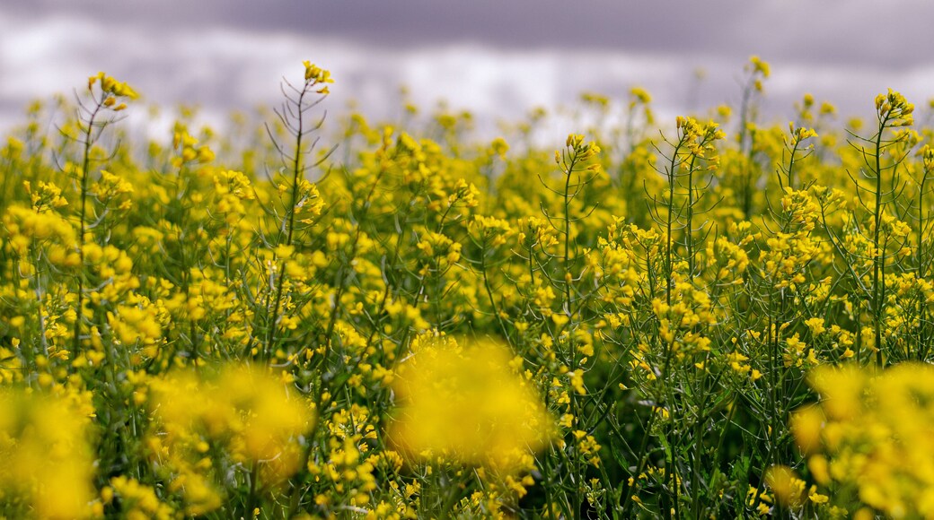 Canola flower field farm New South Wales Australia