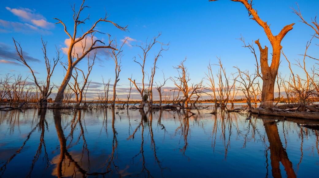 Last Gleams of Sunlight, Griffith, Australia
