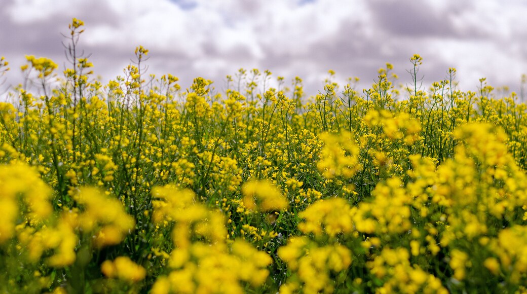 Canola flower field farm New South Wales Australia