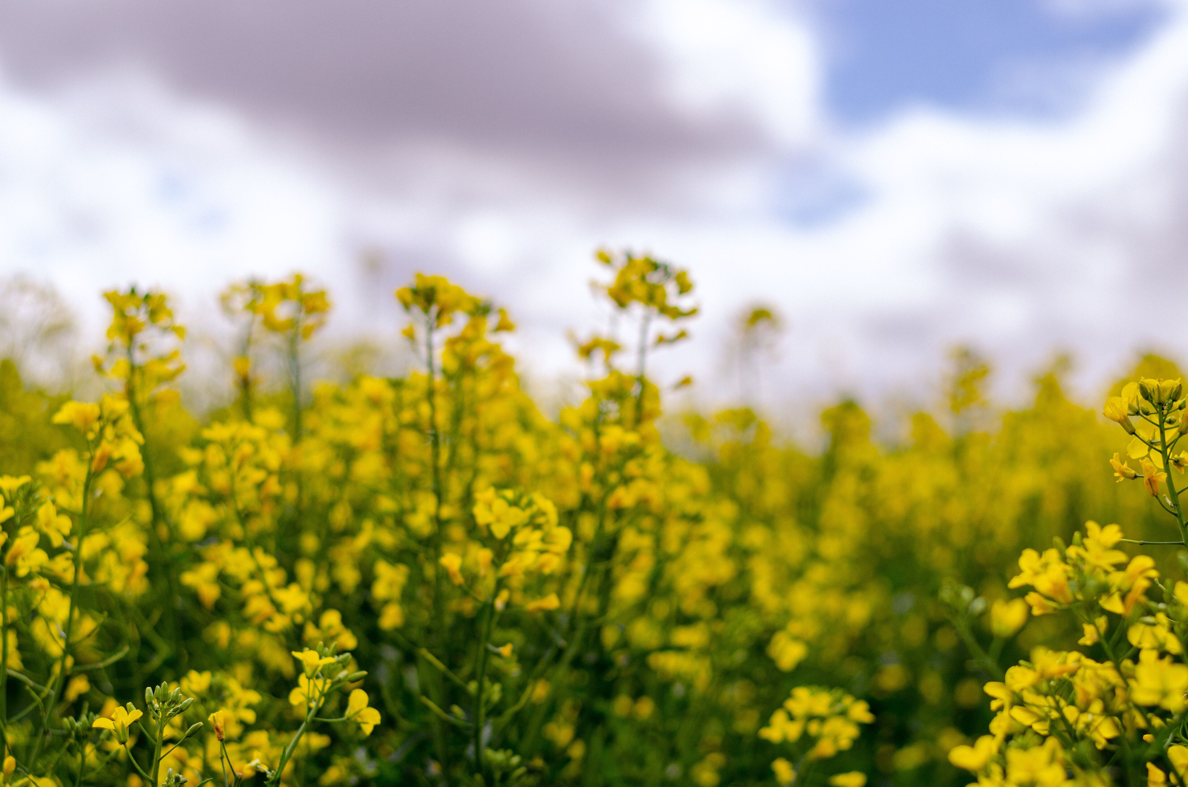 Canola flower field farm New South Wales Australia