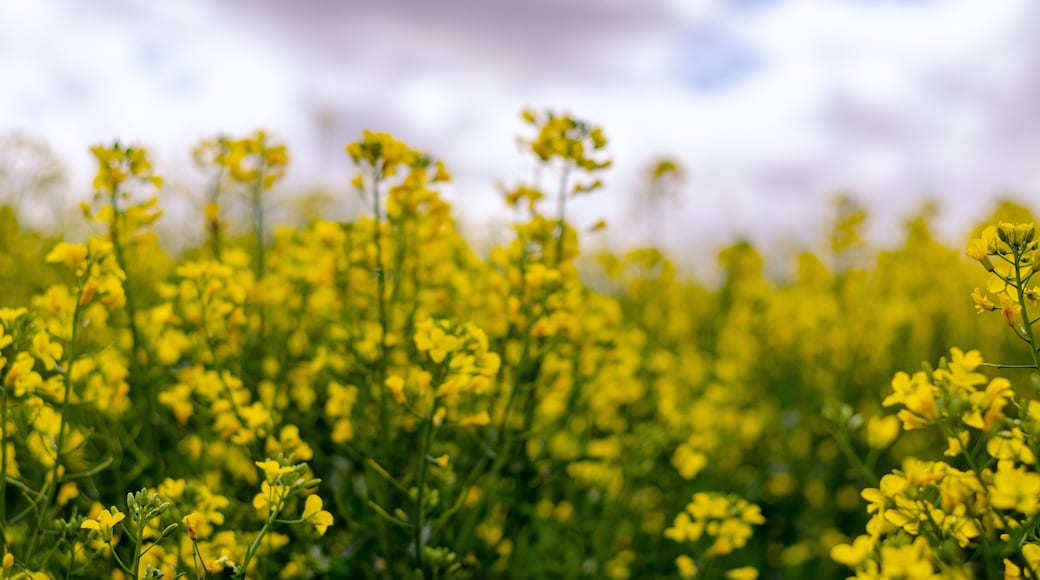 Canola flower field farm New South Wales Australia