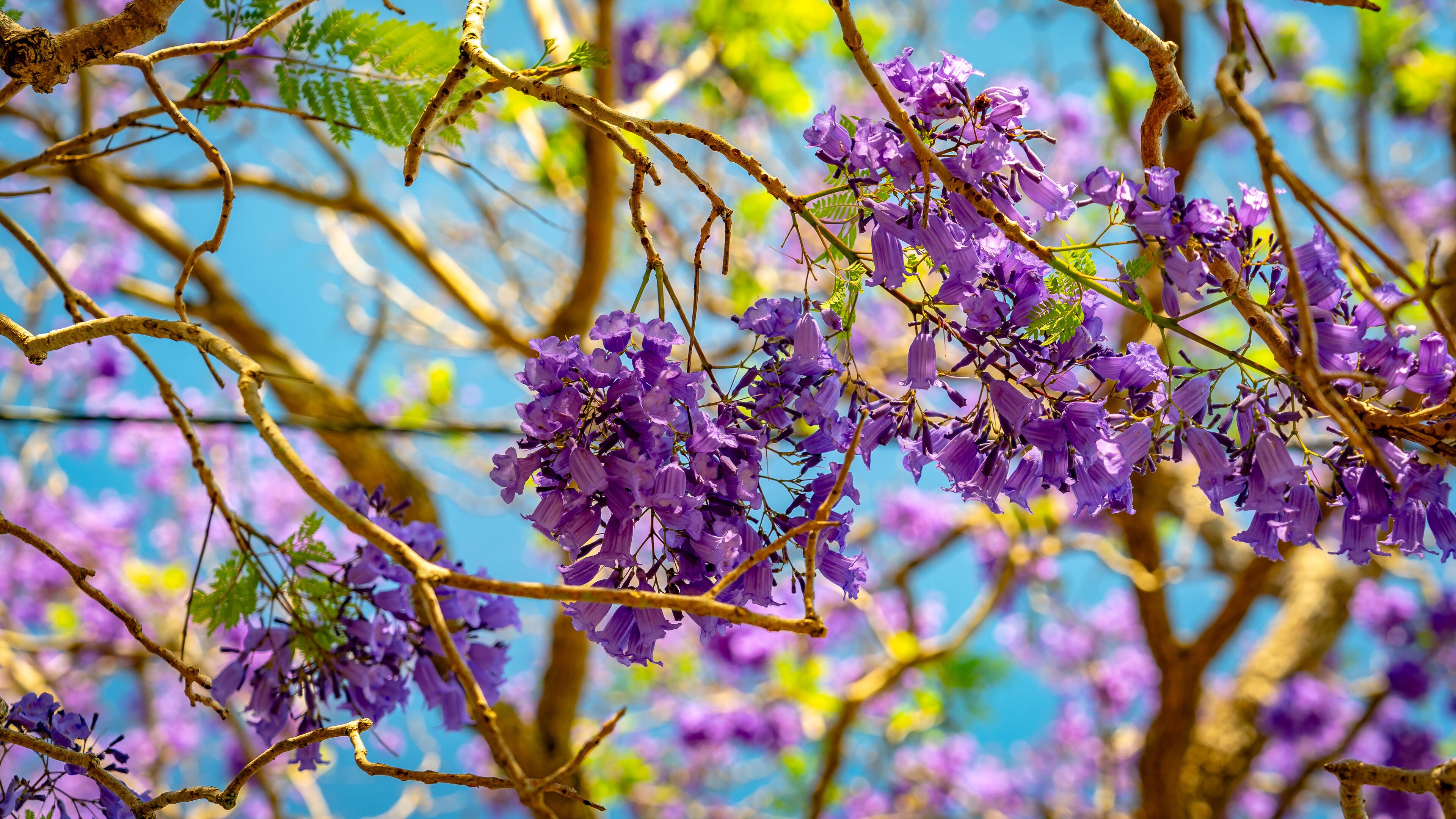 Closeup of a blossoming jacaranda tree in Grafton, NSW, Australia