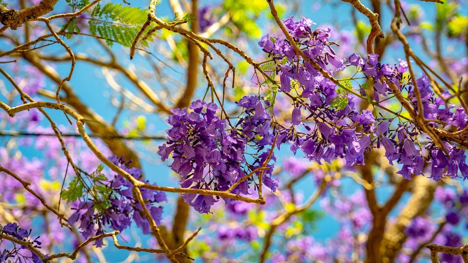 Closeup of a blossoming jacaranda tree in Grafton, NSW, Australia