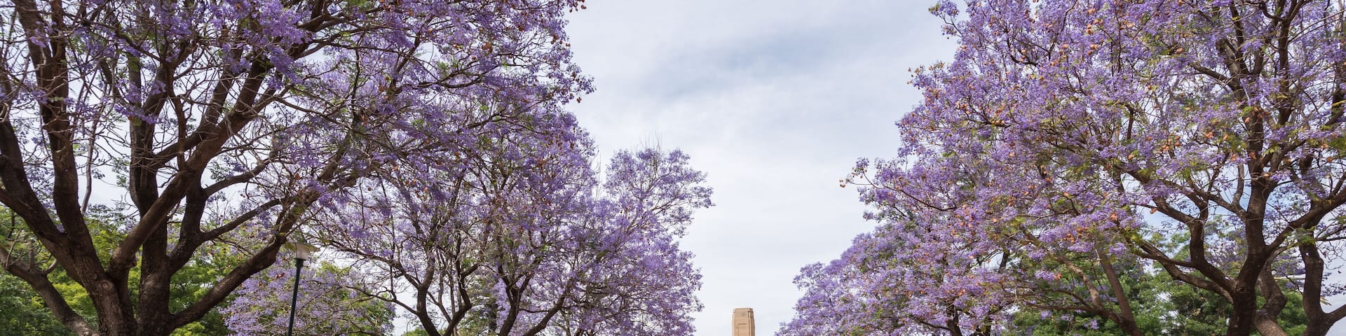 A pathway lined with purple flowering trees leading to a central monument.