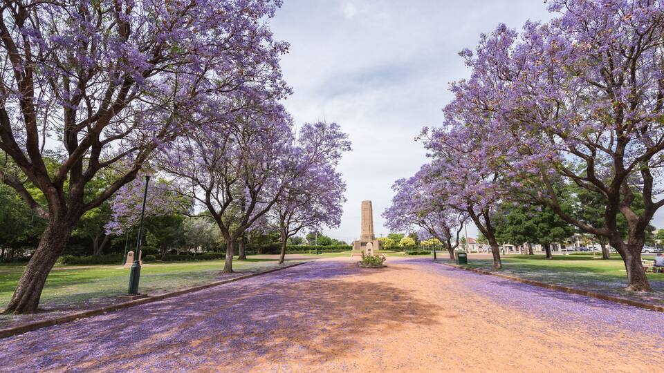 Jacaranda over rural street in Victoria Park, Dubbo, NSW, Australia.