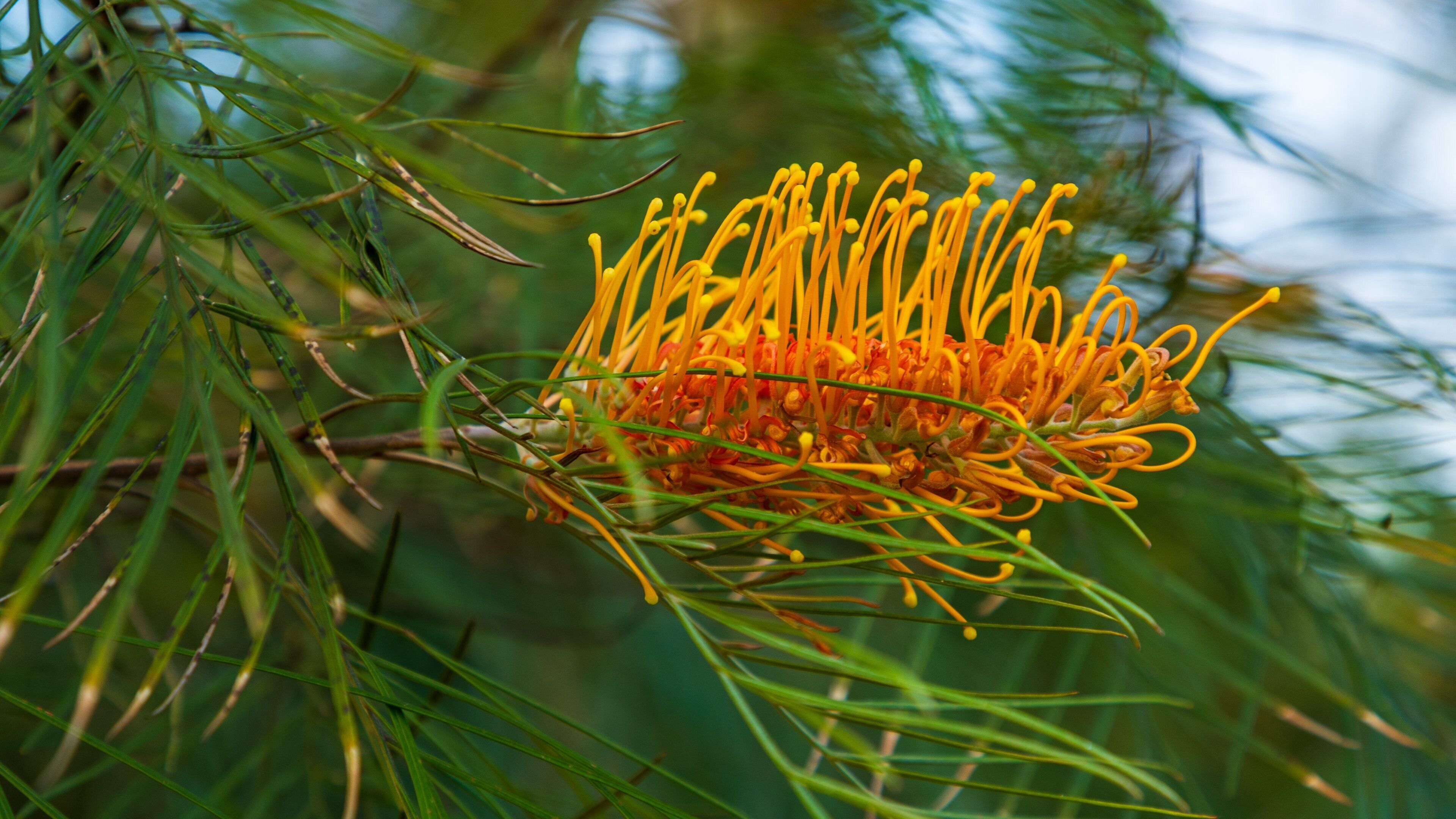 Grafton featuring wildflowers