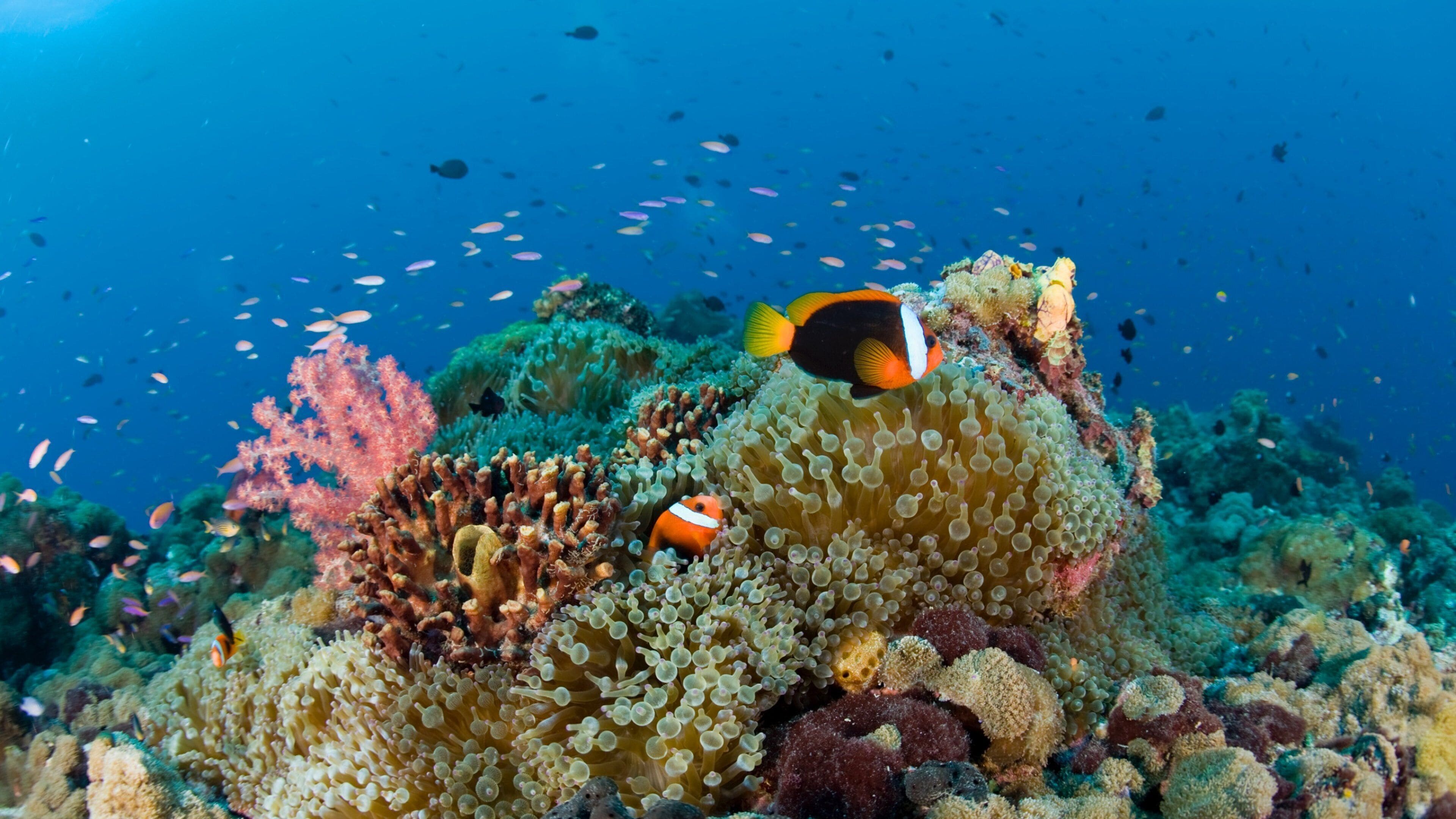 Papua New Guinea which includes colorful reefs and marine life