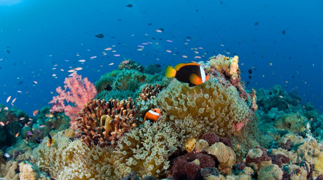 Papua New Guinea which includes colorful reefs and marine life