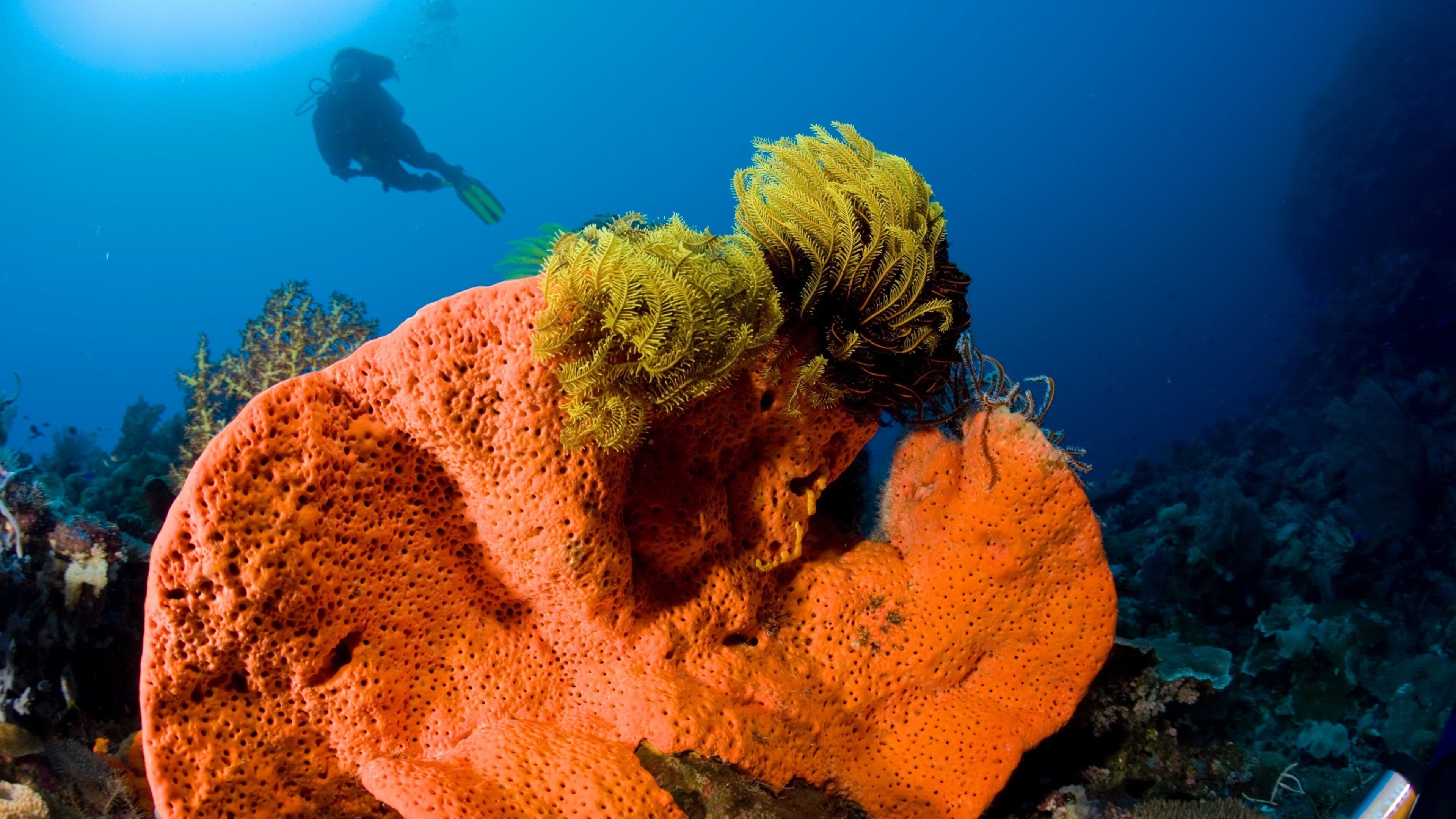 巴布亚新几内亚