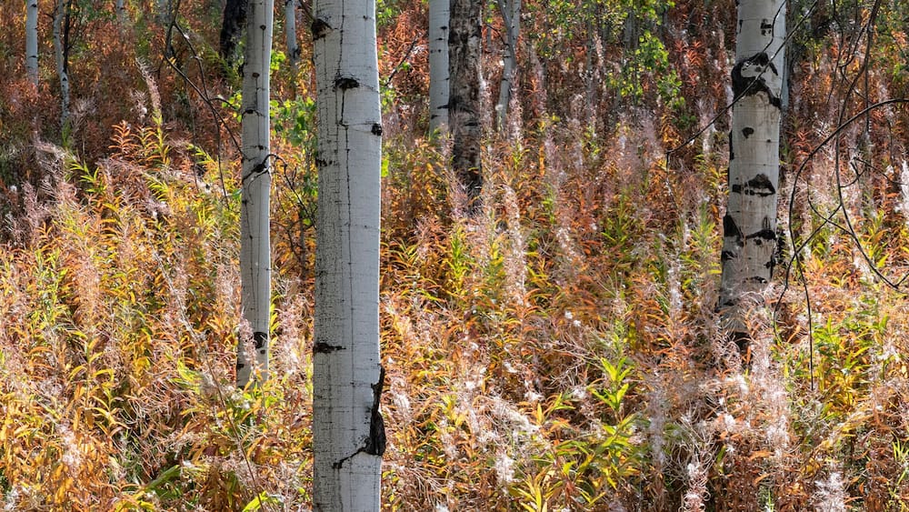 USA, Wyoming. Aspen and fireweed, Medicine Bow National Forest.
