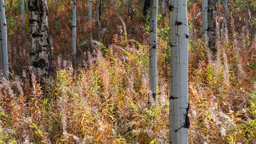 USA, Wyoming. Aspen and fireweed, Medicine Bow National Forest.