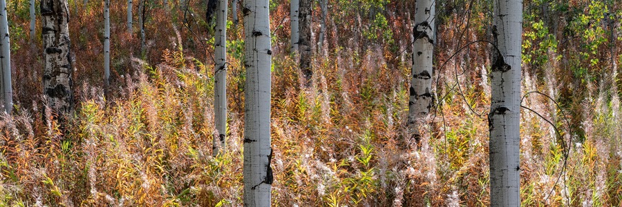 USA, Wyoming. Aspen and fireweed, Medicine Bow National Forest.