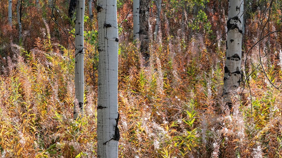 A forest with birch trees and autumn foliage.