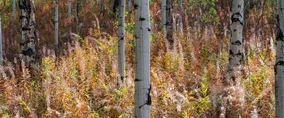 A forest with birch trees and autumn foliage.