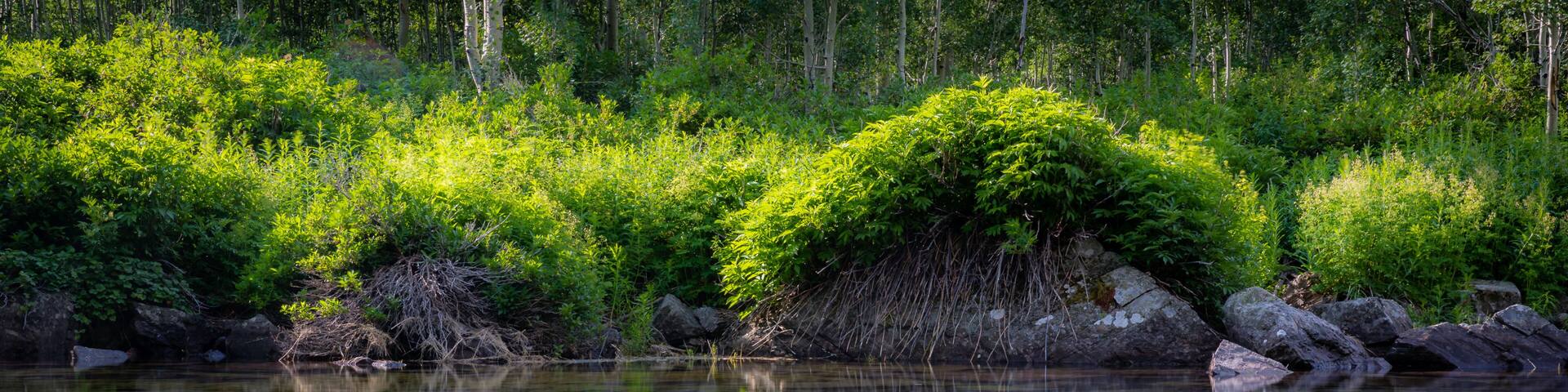 "Green Dream" Hiking in the White River National Forest just outside Aspen, Colorado. The stillness of the air allowed for a mirror-like reflection on this shallow pond.