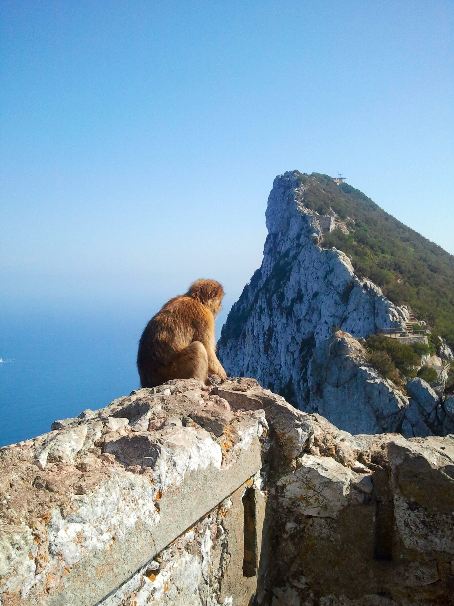 Chilling with the monkeys on top of the Gibraltar Rock. 